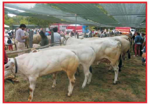 Polemiche per la Fiera del Bestiame a Carcare: parte una raccolta firme Polemiche per la Fiera del Bestiame a Carcare: parte una raccolta firme