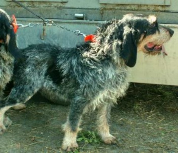 Esemplare di Blue Griffon