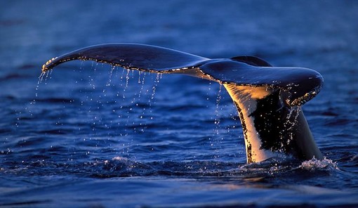 Liguria: avvistamento cetacei nel santuario Pelagos