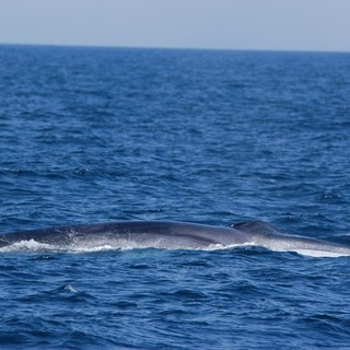 Avvistamenti da record al "Santuario dei Cetacei": boom di balenottere nel nostro mare