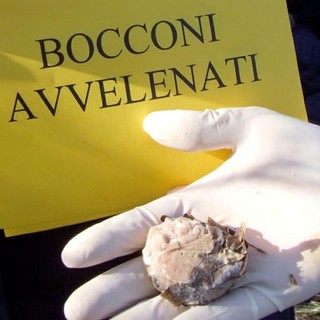 Bocconi avvelenati in via Castellari a Borghetto: il grido d'allarme delle Guardie Ambientali d'Italia