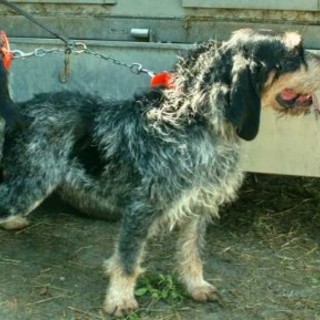 Esemplare di Blue Griffon