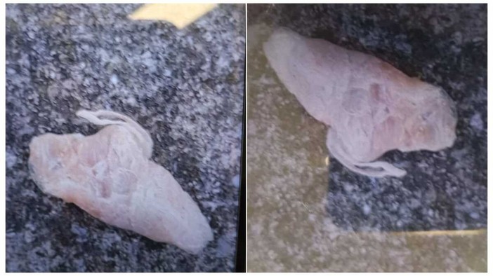 Savona, pericolo bocconi sospetti per i cani a Zinola, è allarme nel quartiere