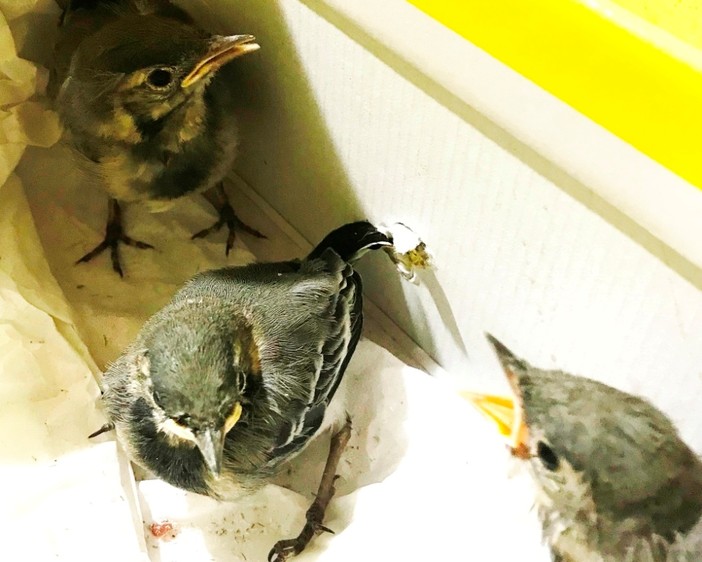 Urbe, un nido di 'ballerine bianche' crolla nella condotta della stufa di un'abitazione: tre uccellini soccorsi dall'Enpa
