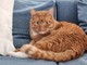 Savona, alla ricerca Bernie, il gatto rosso potrebbe essere caduto da un balcone Savona, alla ricerca Bernie, il gatto rosso potrebbe essere caduto da un balcone
