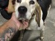 Albenga: trovata una femmina di beagle, cercasi il padrone