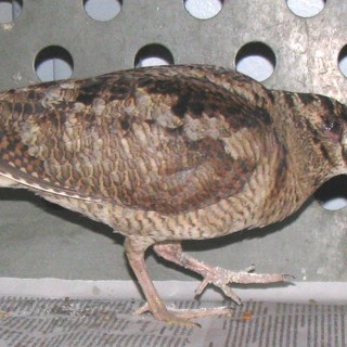 Uno scontro inusuale