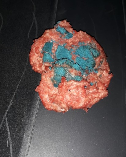 4 bocconi avvelenati a Segno, la proprietaria: "Il mio cane è salvo ma nel 2020 c'è ancora gente di questo tipo"