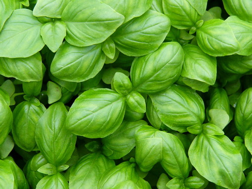 Albenga: Anfossi in procinto di vendere la sua azienda?