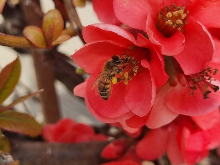 Il 22 maggio si celebra la Giornata mondiale della biodiversità