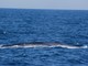 Avvistamenti da record al "Santuario dei Cetacei": boom di balenottere nel nostro mare