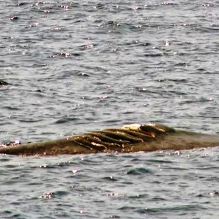 OSA e PAI: “Santuario Pelagos una tutela fantasma, servono misure drastiche per salvare il Mar Ligure”
