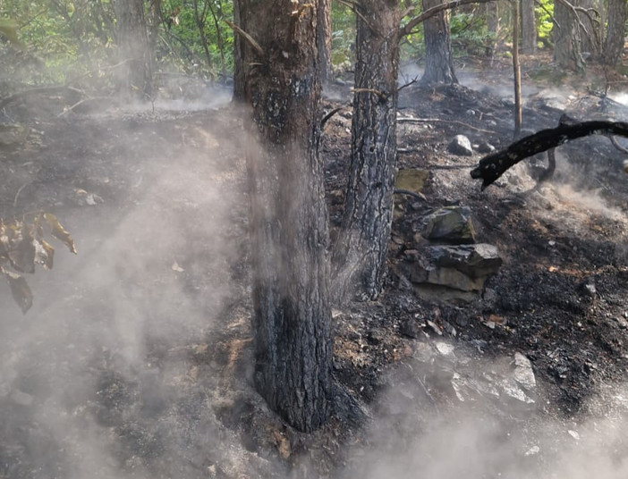 Incendio boschivo a Sassello: nuovo intervento dei vigili del fuoco in località Giardini
