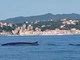 La "danza" delle balenottere incanta al largo di Celle Ligure La "danza" delle balenottere incanta al largo di Celle Ligure