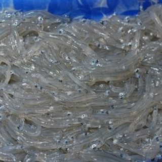 Savona: soddisfazione dell'Enpa per la deroga alla pesca di bianchetti