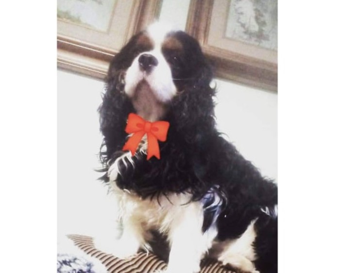 Addio a Blasko, il cagnolino più amato dagli anziani della Val Bormida