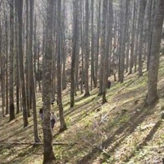 Dego: ritrovata l'anziana fungaiola dispersa nel bosco