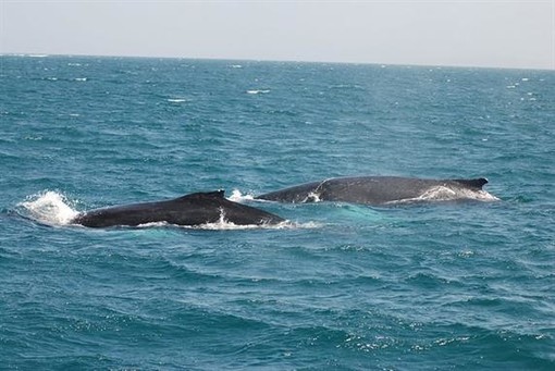 A rischio il Santuario dei Cetacei: prosegue la petizione di Legambiente per stoppare l'Airgun