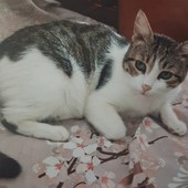 Bianca, la micia scomparsa a Legino: l’appello del proprietario e il quartiere che si mobilita per riportarla a casa