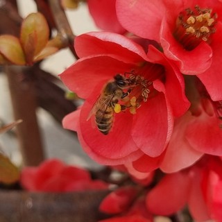 Il 22 maggio si celebra la Giornata mondiale della biodiversità