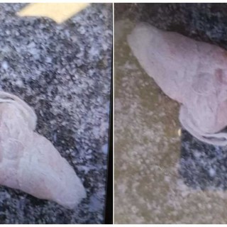 Savona, pericolo bocconi sospetti per i cani a Zinola, è allarme nel quartiere Savona, pericolo bocconi sospetti per i cani a Zinola, è allarme nel quartiere