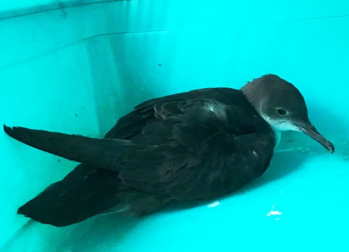 L'Enpa soccorre una berta minore nel porto di Savona L'Enpa soccorre una berta minore nel porto di Savona