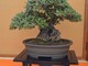 Kimono e Bonsai sotto le stelle a Celle Ligure Kimono e Bonsai sotto le stelle a Celle Ligure