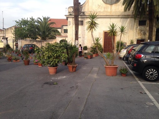 Bastia d'Albenga, &quot;ladri&quot; rubano decine di piante, ma si tratta di un'antica tradizione