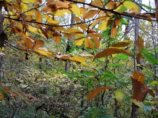 Altare: ritrovato il cadavere di Enrica Stroppiana