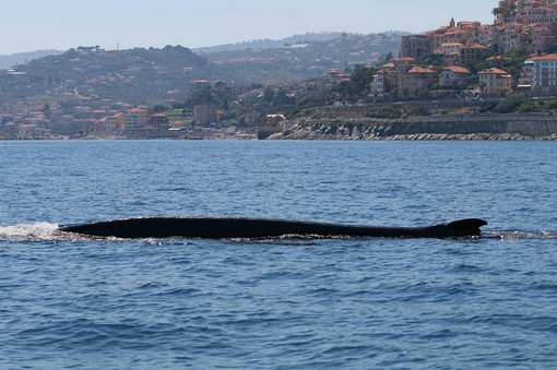 La balenottera 'Codamozza' ha superato il confine ed è in Francia: le ultime immagini in territorio italiano (VIDEO)