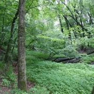 Boschi, patrimonio della Val Bormida