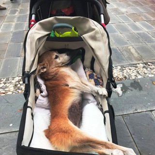 Brenedizione degli animali a Savona (FOTO)