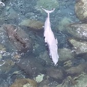 Varazze, avvistata la carcassa di una balenottera minore sotto Lungomare Europa Varazze, avvistata la carcassa di una balenottera minore sotto Lungomare Europa