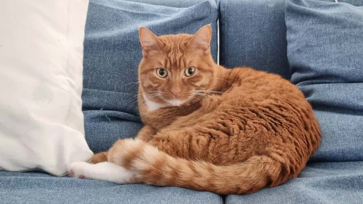 Savona, alla ricerca Bernie, il gatto rosso potrebbe essere caduto da un balcone