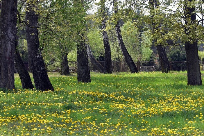 L’uomo dei boschi - il docufilm "Primo, l'ultimo dei raccoglitori"
