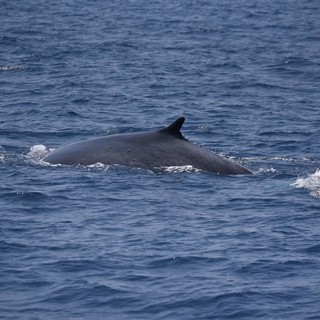 Avvistata una balenottera di grandi dimensioni nel mare di Alassio (FOTO)