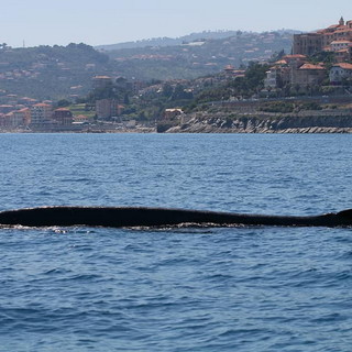 La balenottera 'Codamozza' ha superato il confine ed è in Francia: le ultime immagini in territorio italiano (VIDEO) La balenottera 'Codamozza' ha superato il confine ed è in Francia: le ultime immagini in territorio italiano (VIDEO)