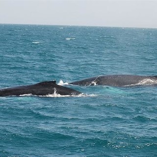 A rischio il Santuario dei Cetacei: prosegue la petizione di Legambiente per stoppare l'Airgun
