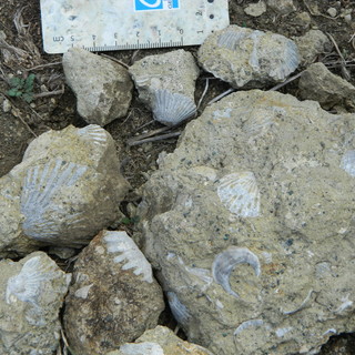Quando in Val Bormida c'era il mare: coralli e conchiglie raccontano
