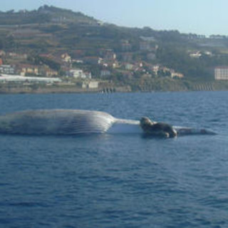 Savona: il Santuario dei Cetacei secondo l'Enpa