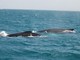 A rischio il Santuario dei Cetacei: prosegue la petizione di Legambiente per stoppare l'Airgun