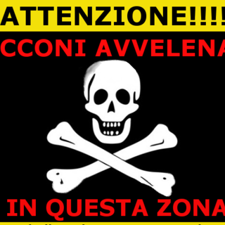 Savona, la denuncia dell'Enpa: "Bocconi avvelenati alla Villetta, morti cinque gatti" Savona, la denuncia dell'Enpa: "Bocconi avvelenati alla Villetta, morti cinque gatti"