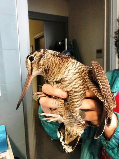 Beccaccia salvata dai volontari Enpa nel porto di Savona