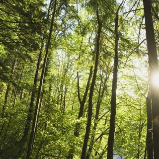 Liguria, nuove risorse per la prevenzione incendi boschivi: stanziati 800mila euro