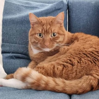 Savona, alla ricerca Bernie, il gatto rosso potrebbe essere caduto da un balcone