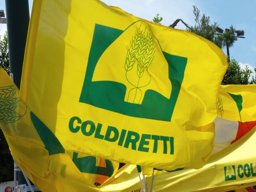 Peste suina, Coldiretti: “Agire subito contro l’invasione dei cinghiali e a sostegno delle imprese”