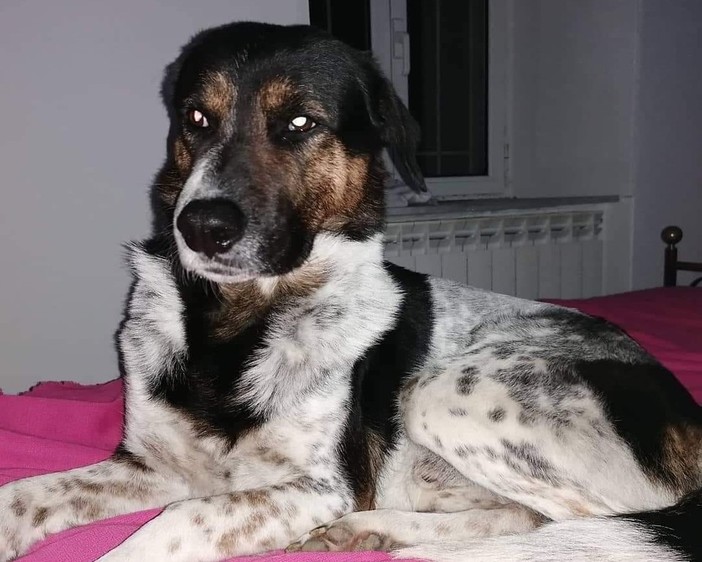 Bryan, il cane smarrito a Vado, ritrovato senza vita Bryan, il cane smarrito a Vado, ritrovato senza vita