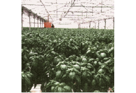 Il Basilico Genovese D.O.P torna sulle Spiagge Liguri