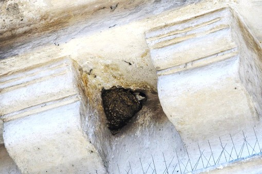 Enpa: &quot;Decine di nidi di balestrucci sotto i cornicioni del museo romano navale&quot;