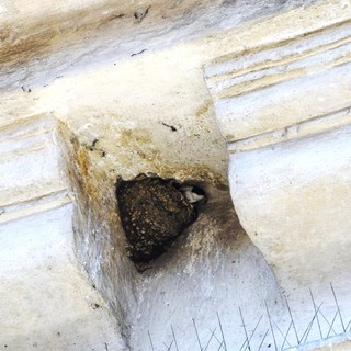 Enpa: "Decine di nidi di balestrucci sotto i cornicioni del museo romano navale"